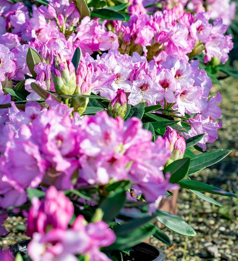 Rhododendron (Rhododendron spp.)