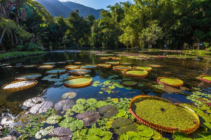 Rio de Janeiro's Botanical Garden