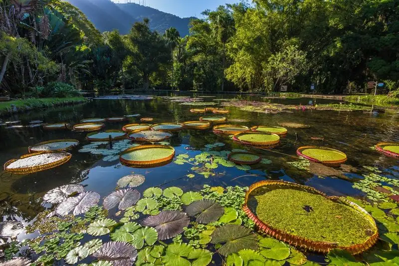 Rio de Janeiro's Botanical Garden