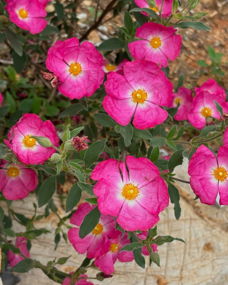 Rock Rose (Cistus)