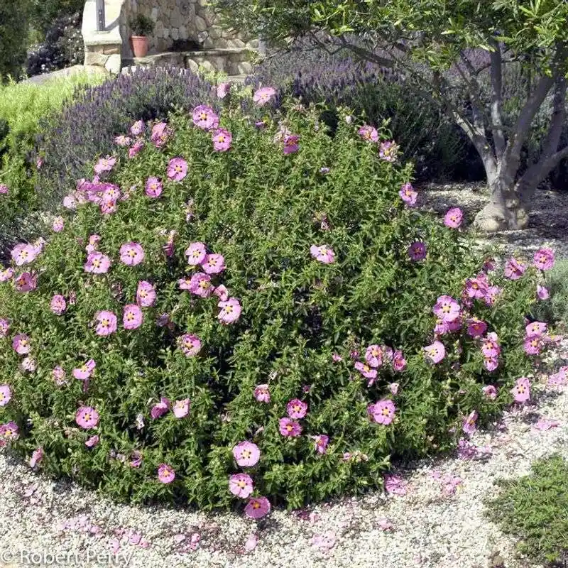 Rockrose