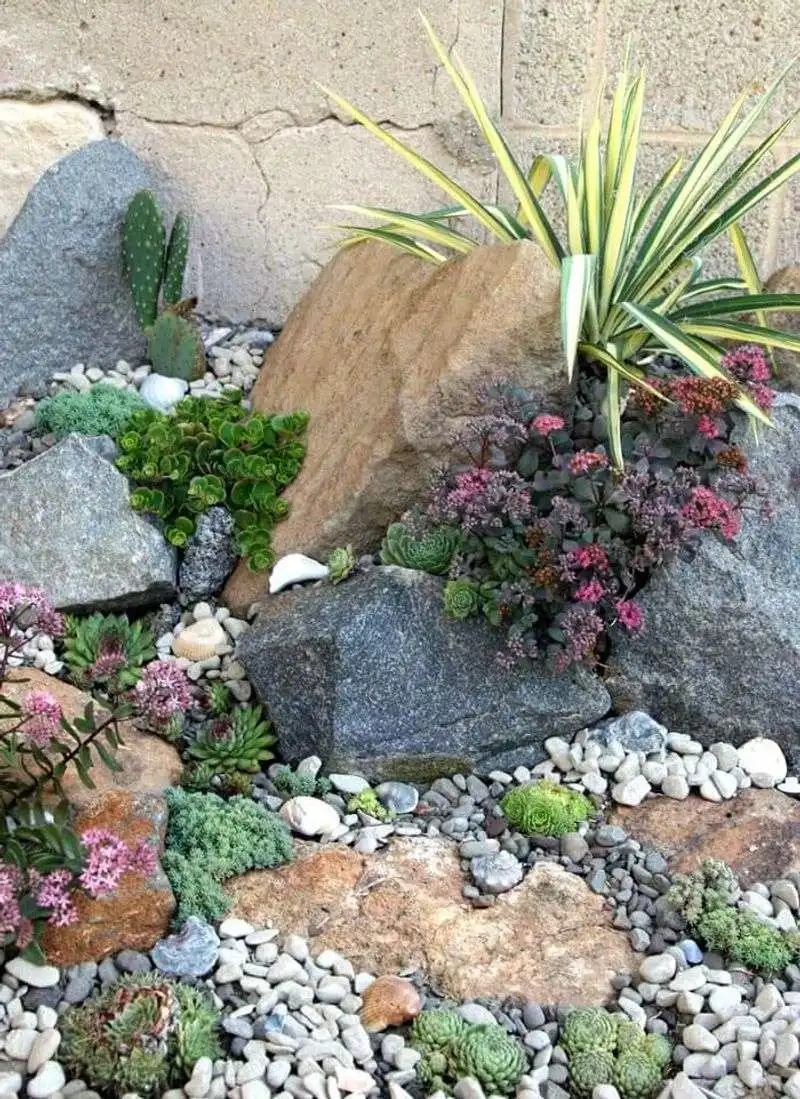 Rocky Succulent Garden