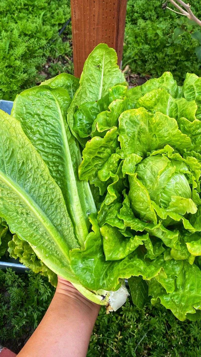 Romaine Lettuce