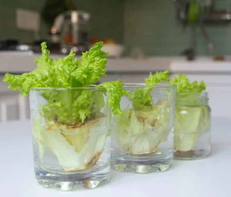 Romaine Lettuce