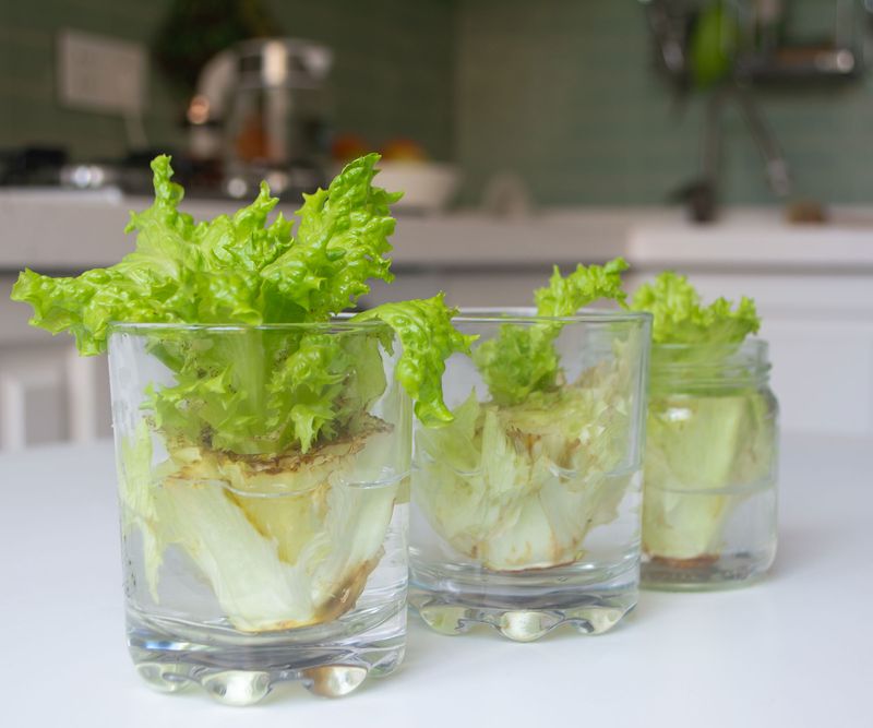 Romaine Lettuce