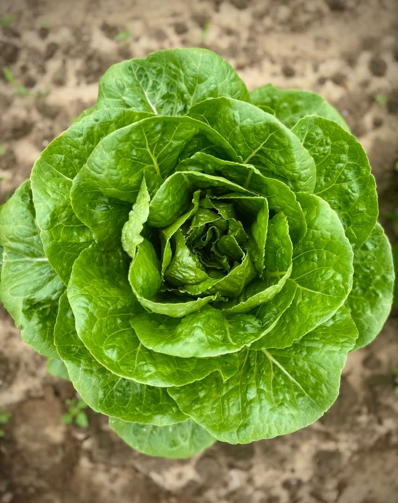 Romaine Lettuce