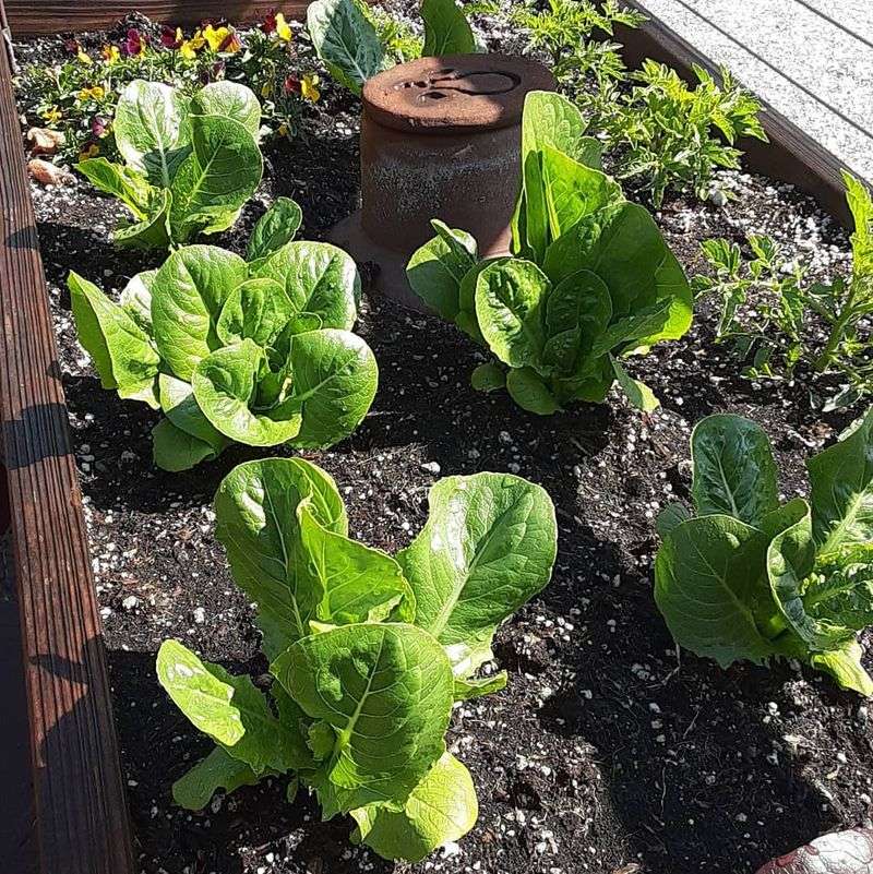 Romaine Lettuce