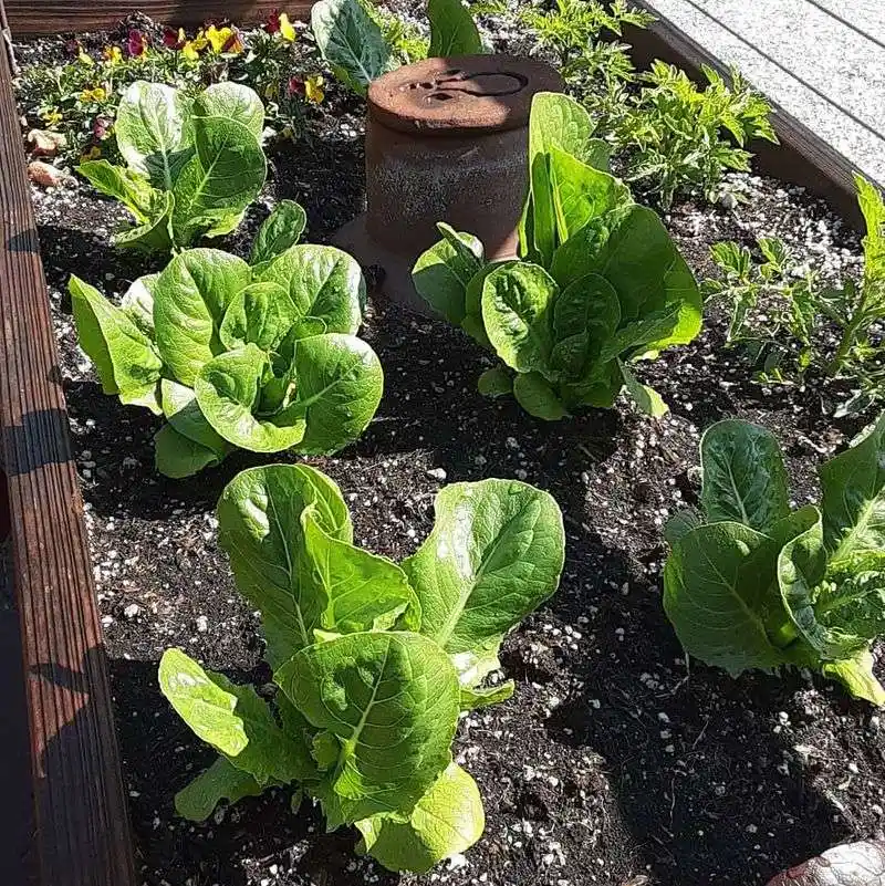 Romaine Lettuce