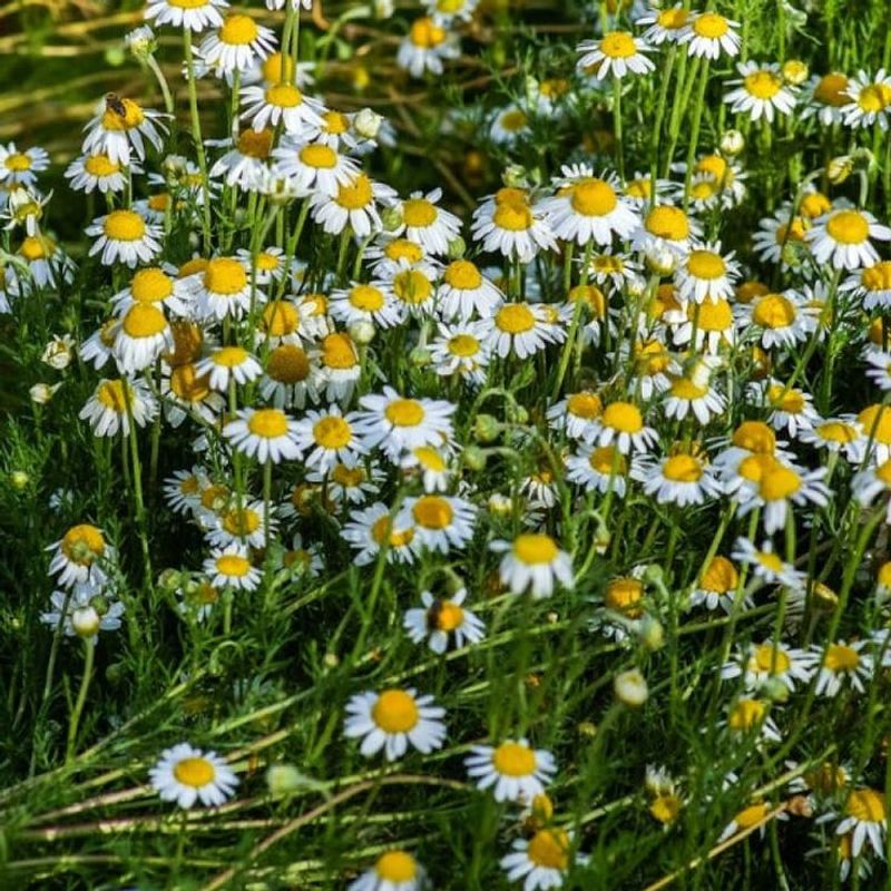 Roman Chamomile