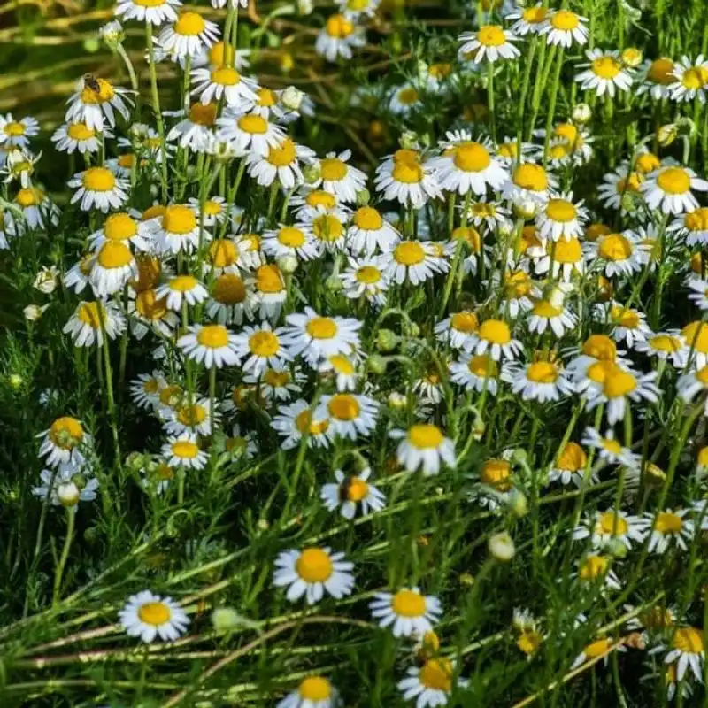 Roman Chamomile