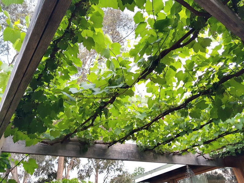 Rooftop Grape Vines