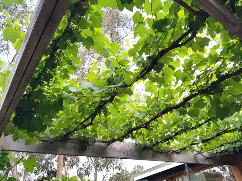 Rooftop Grape Vines