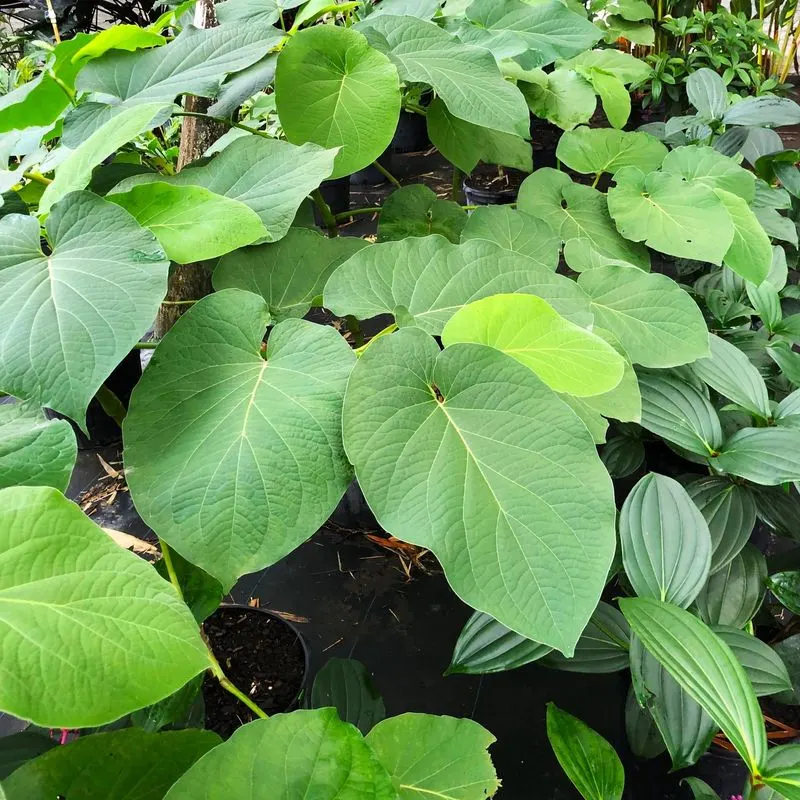 Root Beer Plant