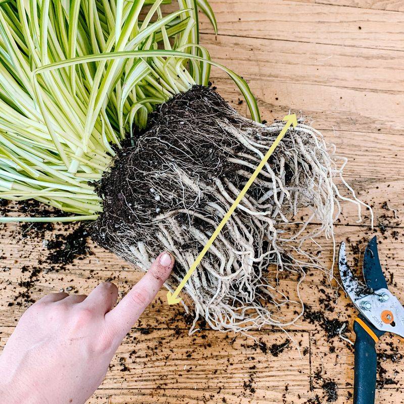 Root Bound