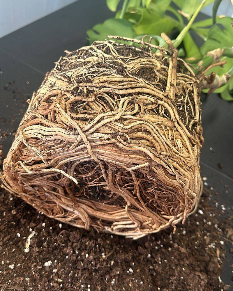 Root Bound Plants