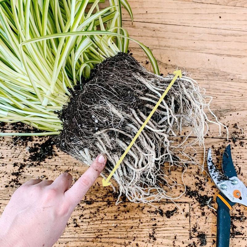 Root Bound