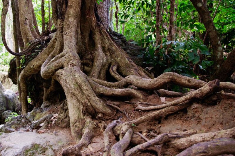 Root Communication: Beneath the Surface