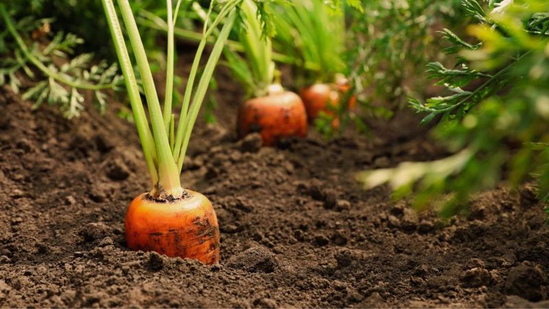 Root Growth Promoter