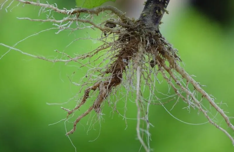 Root Networks