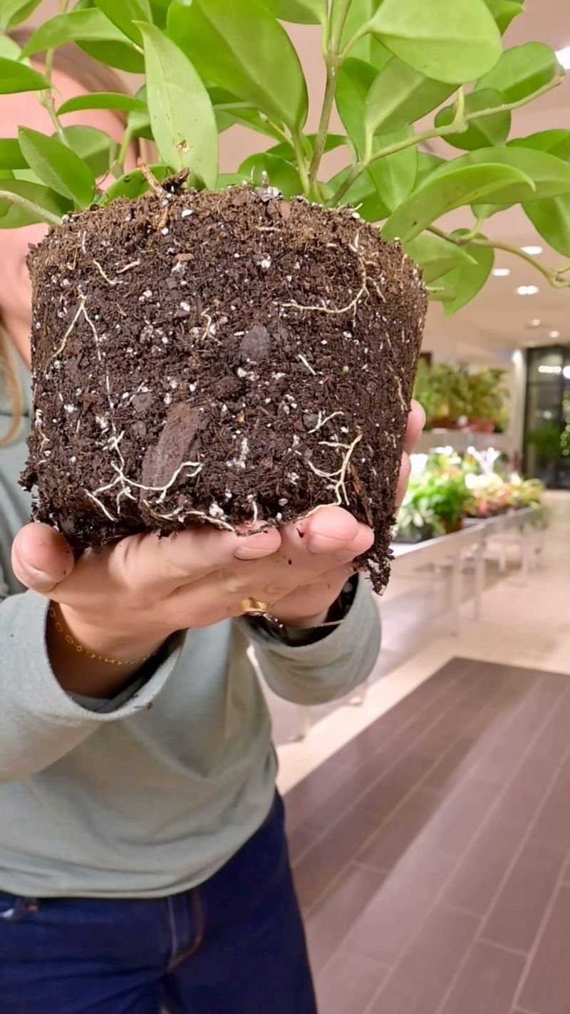 Root Rot
