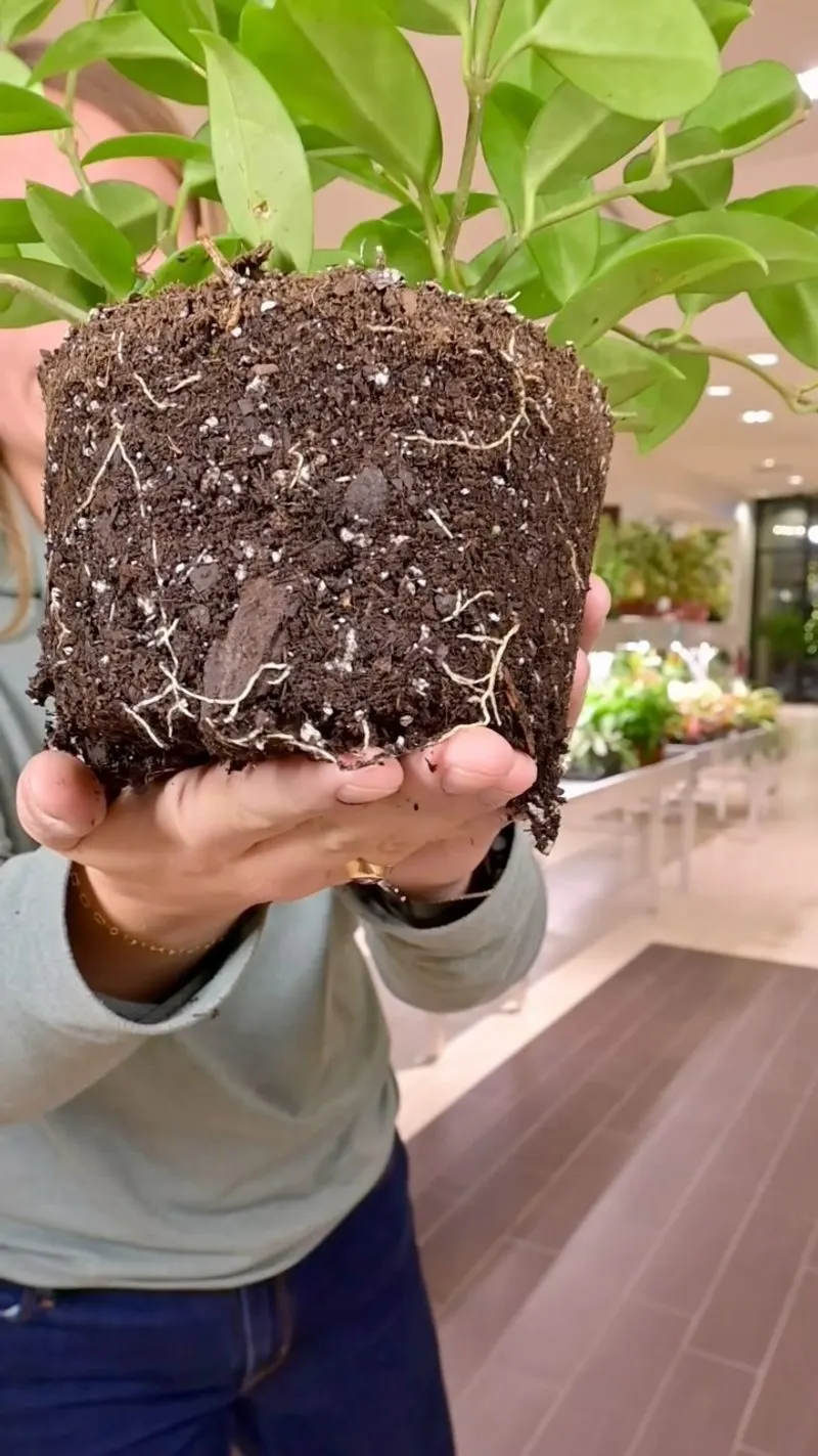 Root Rot