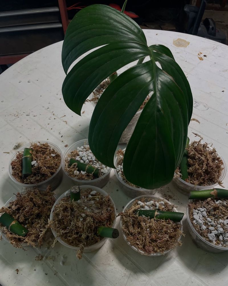 Root Shrinkage