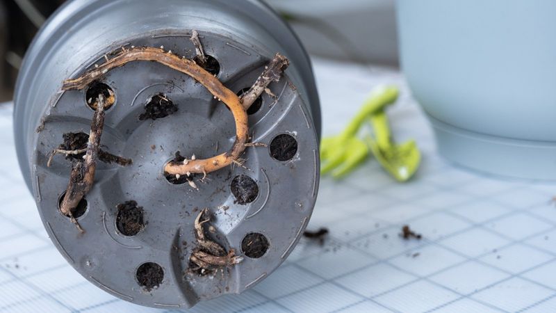 Roots Emerge from Drainage Holes