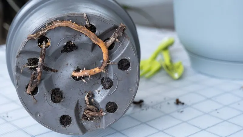 Roots Emerge from Drainage Holes