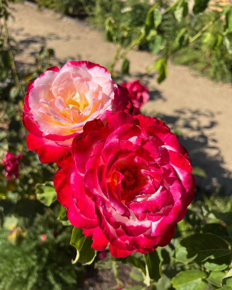 Rosa ‘Double Delight’