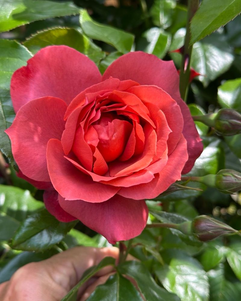 Rosa ‘Hot Chocolate’