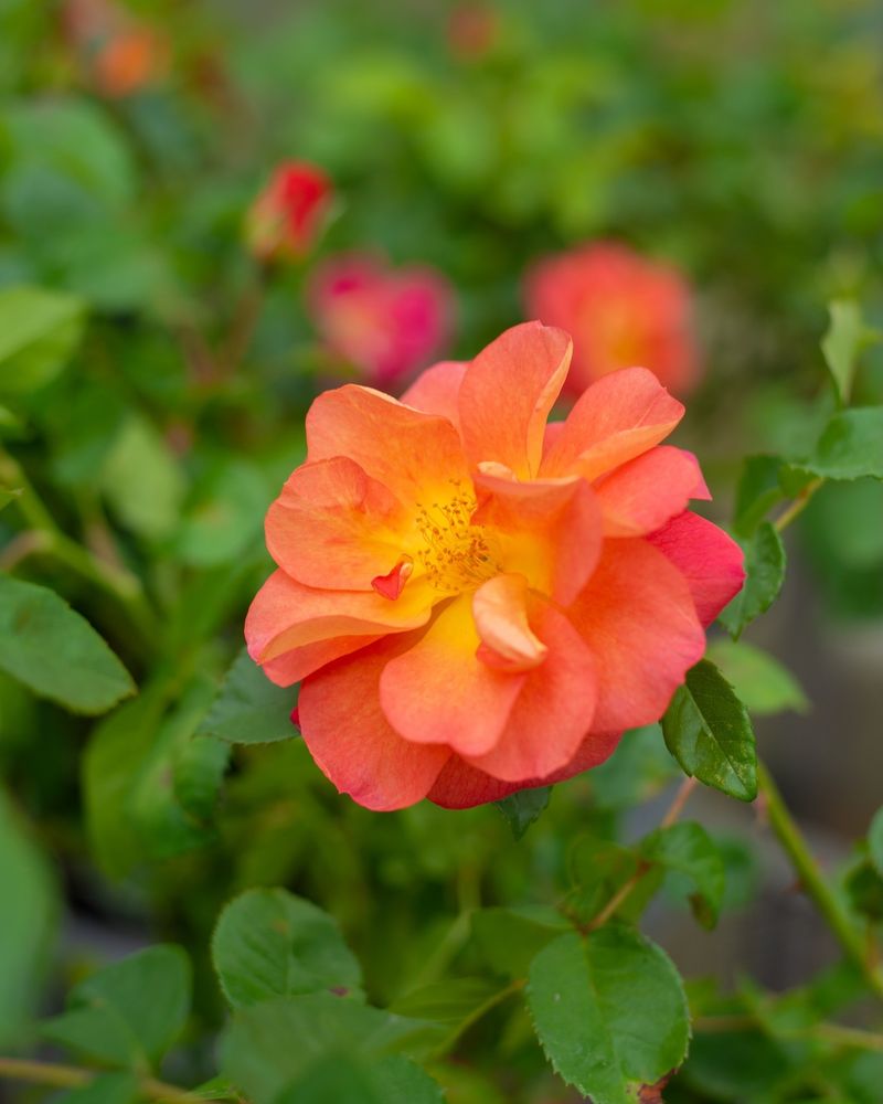 Rosa ‘Joseph’s Coat’