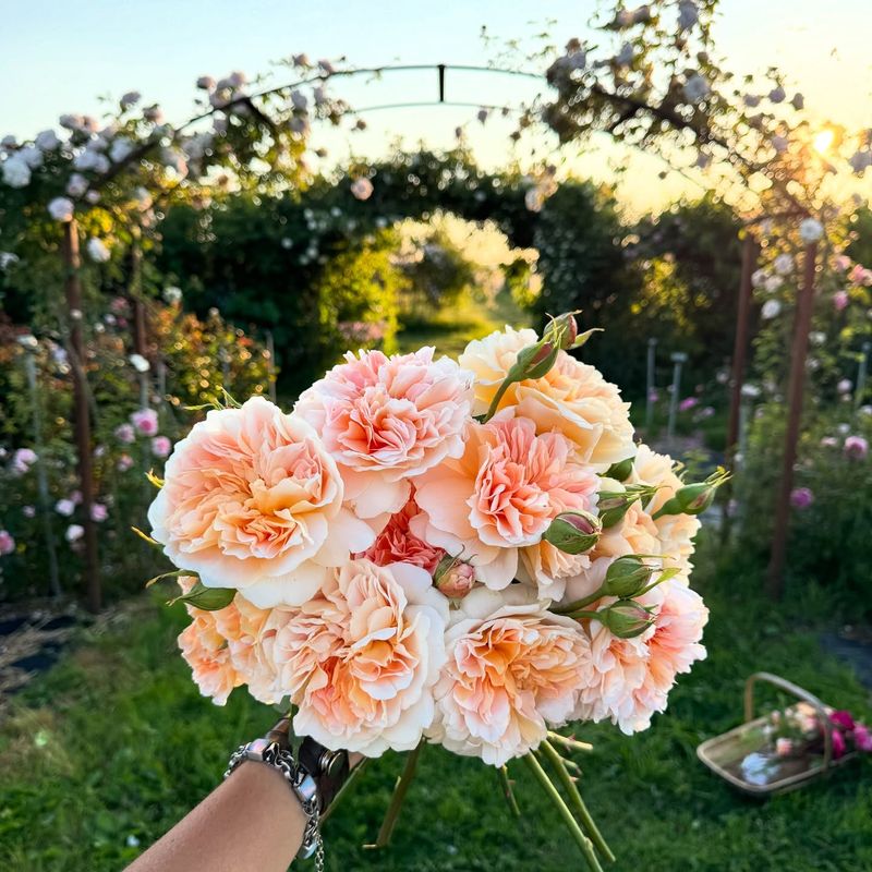 Rose