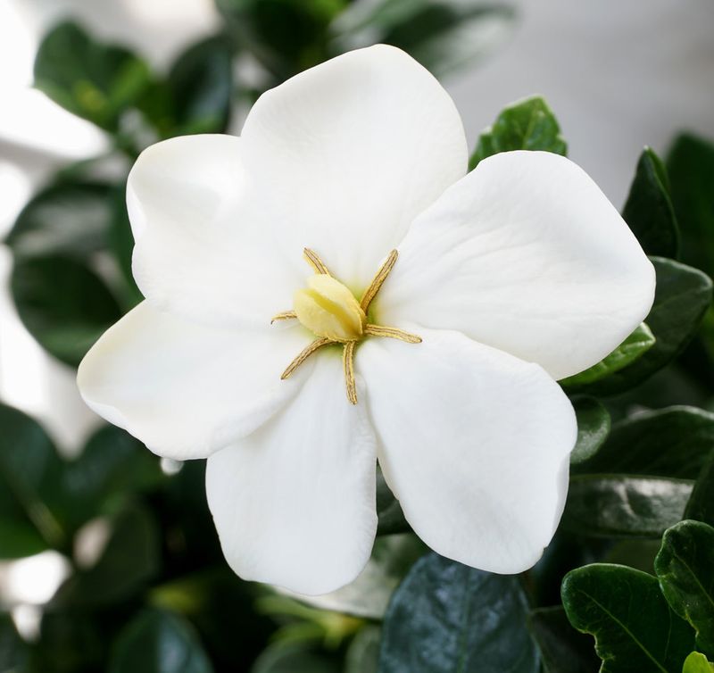 Gardenia