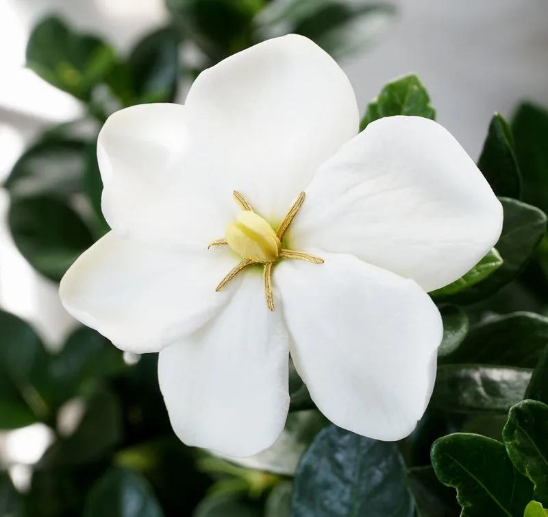 Gardenia
