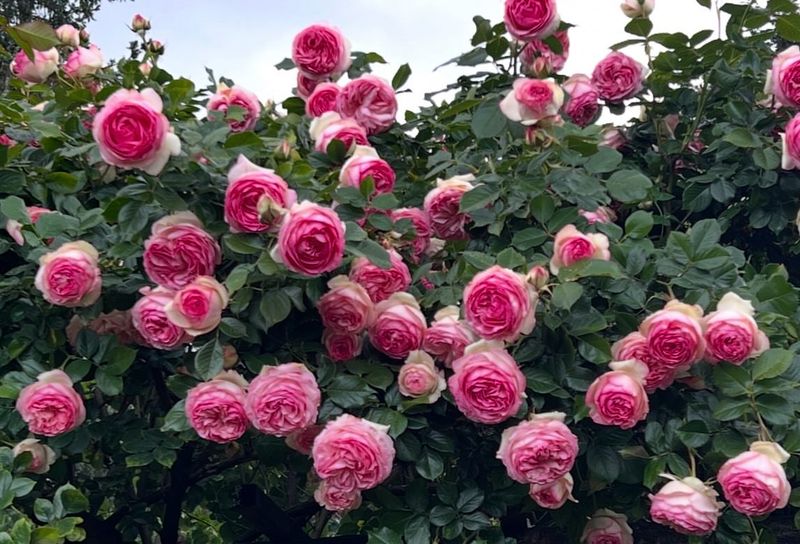 Rose Gardens, Portland, USA