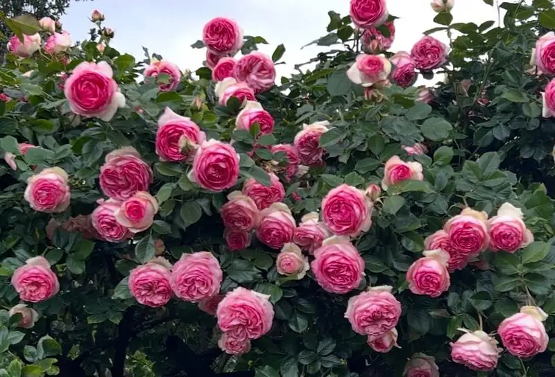 Rose Gardens, Portland, USA