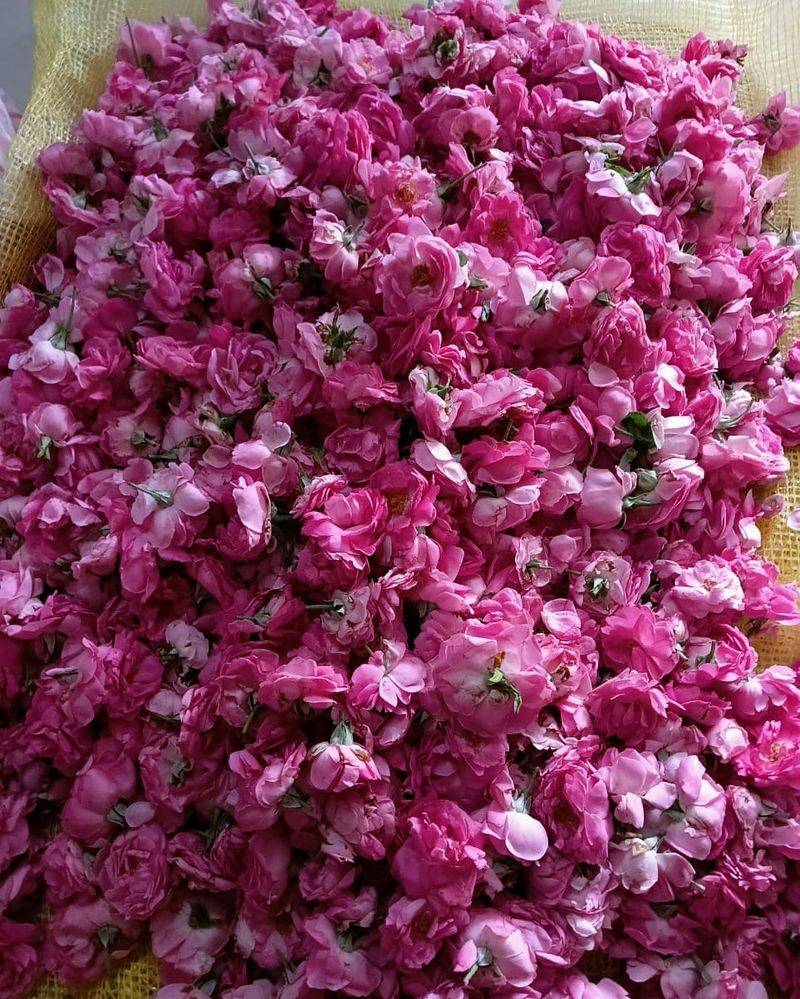 Rose Water