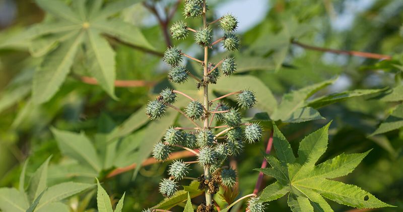 Castor Bean