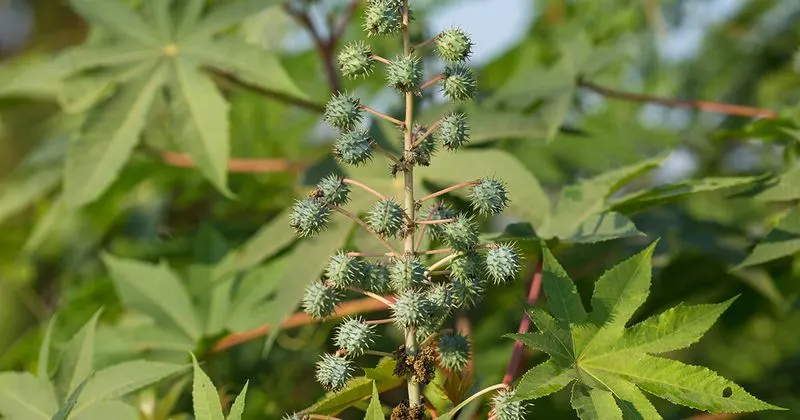 Castor Bean
