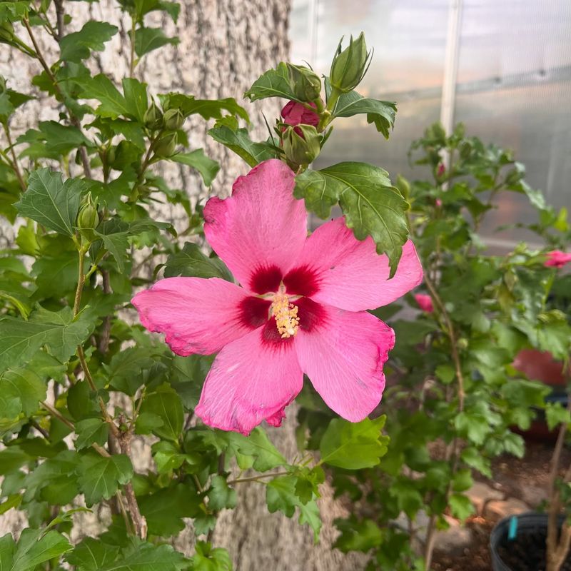 Rose of Sharon