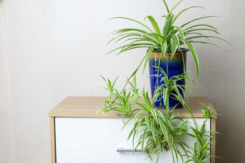 Spider Plant