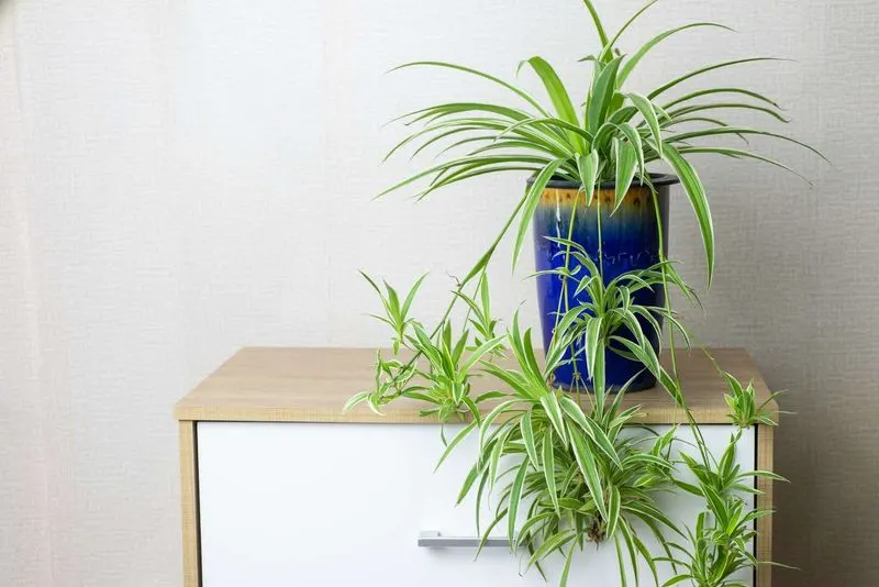 Spider Plant