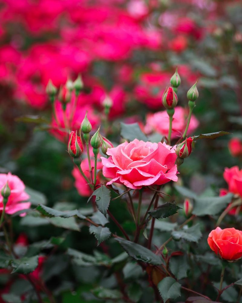 Rosebush Resurgence