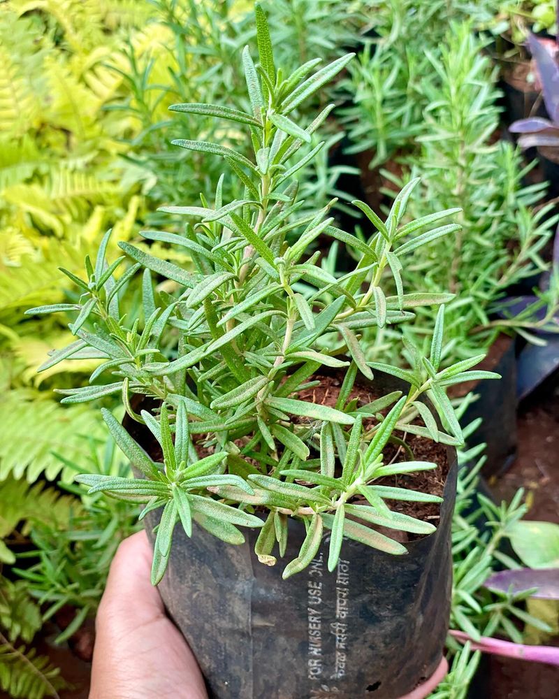 Rosemary