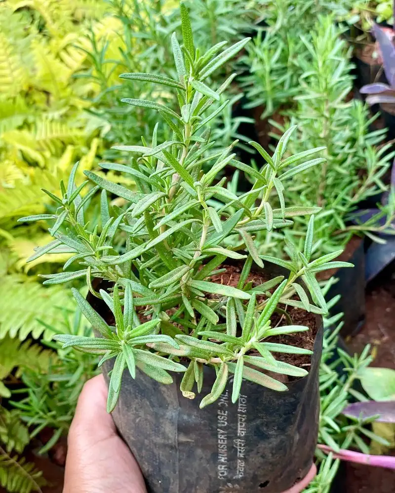 Rosemary