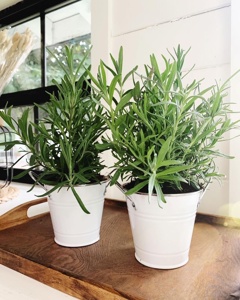 Rosemary