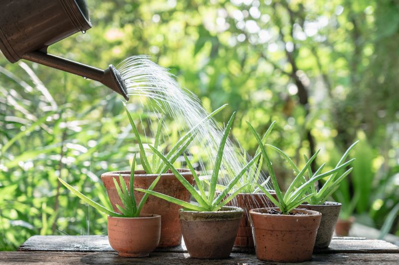Aloe Vera