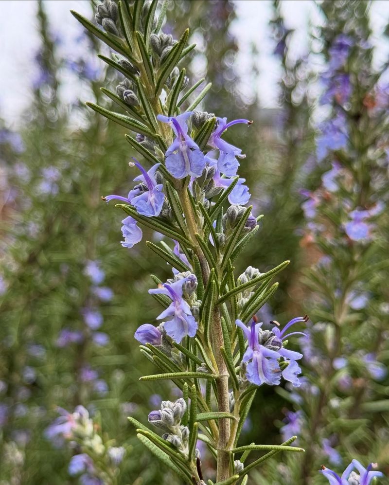 Rosemary