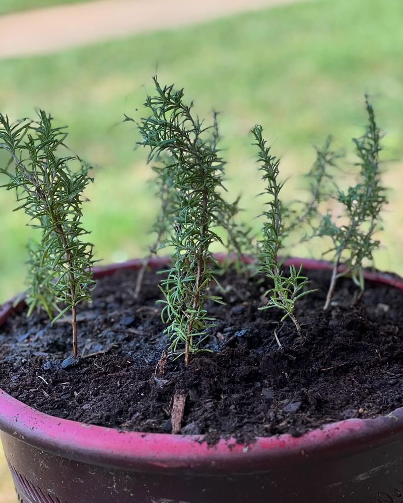 Rosemary