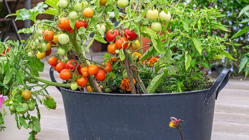 Tomatoes